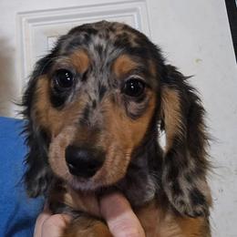 Black and cream dapple boy - Dapple male Dachshund puppy in Lyle, Washington from Wines Wienery