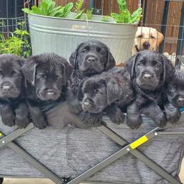 Labrador Retriever Puppies from Labs4Ever Labradors