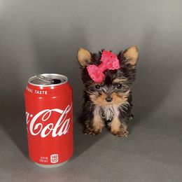 Pomeranian and Yorkshire Terrier Puppies from BC Breeders Association