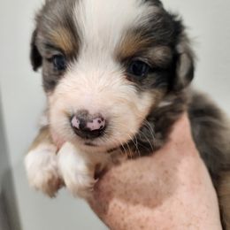 Phoebe - Blue merle female Miniature American Shepherd puppy in Delta, Ohio from Sunrise Miniature American Shepherds