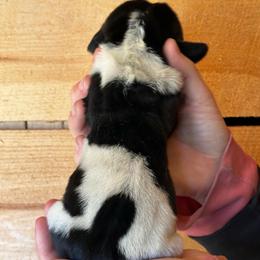 Female 2 - Black brown and white female Basset Hound puppy in Lindley, New York from Hill Top Basset Hounds & Cane Corso