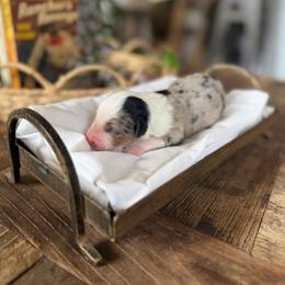 Dusty - Blue merle male Miniature American Shepherd puppy in Payson, Arizona from Barnhardt Minis
