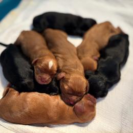 Girl 2 - Black and tan female Cavalier King Charles Spaniel puppy in Solon, Iowa from Hickory House Cavaliers