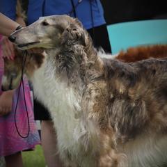 Borzoi All Grown Up from Rovenna Borzoi