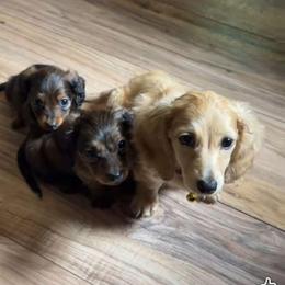 Tilly - Brindle female Dachshund puppy in Harrison, Arkansas from Dachshunds on the Hill