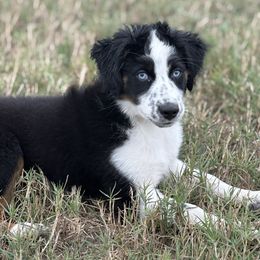 Murdock - Black tri male Miniature Australian Shepherd puppy in Cleveland, Texas from Akasta Aussies