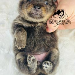 Pomeranian Puppies from Treasured Jewels Pomeranians