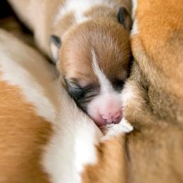 American Staffordshire Terrier Puppies from Liberty Am Staffs