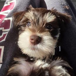 Galaxy (gally) - Liver female Miniature Schnauzer puppy in Fredericksburg, Virginia from Liver Legends