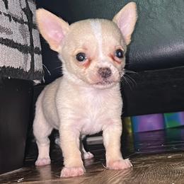 Romeo (was Chestnut) - Cream and white male Chihuahua puppy in New Castle, Delaware from Sasha’s Elite Kennel LLC