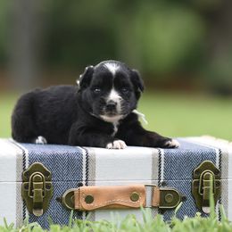 Betsy - Blue merle female Miniature Australian Shepherd puppy in White Oak, Texas from Triple Lake Ranch Miniature Australian Shepherds