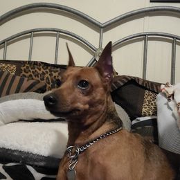 Lil Man - Miniature Pinscher
