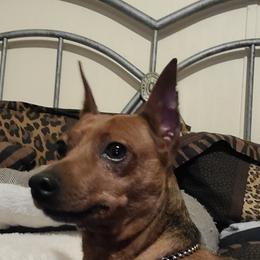 Lil Man - Miniature Pinscher