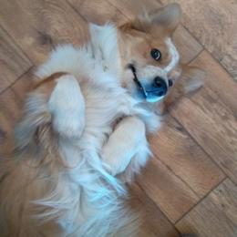 Cardigan Welsh Corgi, Miniature Australian Shepherd, and Pembroke Welsh Corgi Puppies from Rancho Sandoval Corgis and Mini Aussies