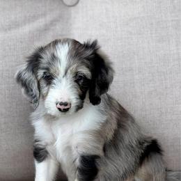 John Paul - Blue merle male Aussiedoodle puppy in Decatur, Illinois from Signature Doodles
