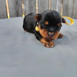 Mr. Yellow - Black and gold male Yorkshire Terrier puppy in Woodway, Texas from The Yorkie Empire