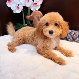 Payton - Red  female Poodle puppy in Davie, Florida from Dave Poodles