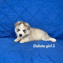 Dakota girl 3 - Gray and white female Siberian Husky puppy in Ocala, Florida from Florida Husky Puppies