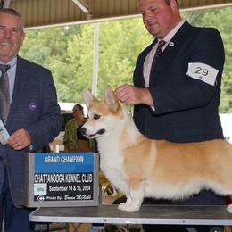 Pembroke Welsh Corgi puppies from Corgis Hawaii Pleasantstone Aloha Corgis