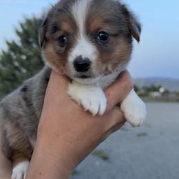 Pumpkin - Blue female Companion Cross puppy in Malad City, Idaho from FreckledCowgirlPuppies