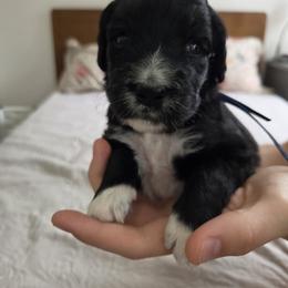 Rooster - Black and white male Bernedoodle puppy in Seffner, Florida from TOP NOTCH PUPS- BERNEDOODLE BREEDER