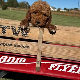 Hank - Apricot male Goldendoodle puppy in Statesville, North Carolina from Ashley's Doodles