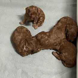 Cavapoo and Goldendoodle Puppies from Nana Oodles