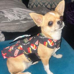 Sushi - Chihuahua