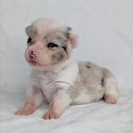 Erin - Blue merle and white female American Corgi puppy in Clarksville, Tennessee from Cold Creek Family Farm LLC