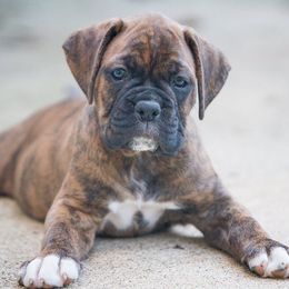 Boxer Puppies from Mount Juliet Boxers of Nabors