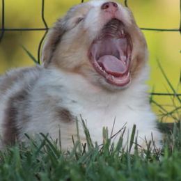 Miniature Australian Shepherds and Toy Australian Shepherds from Riverbark