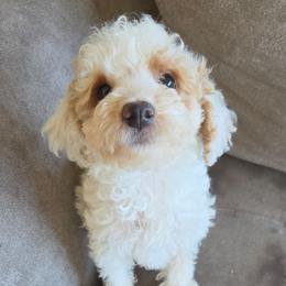 Alice - Buff and white female Cockapoo puppy in Ellensburg, Washington from Dawn to Dusk Cockapoos