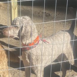 Java - Poodle