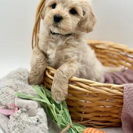 Black collared male - Cream male Maltipoo puppy in Marshallville, Ohio from Grassy Meadow Pups