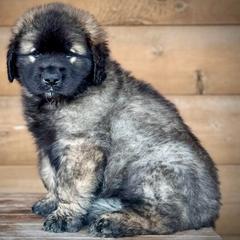 Caelum - Reddish brown male Leonberger puppy in Clarksville, Tennessee from Easter Acres