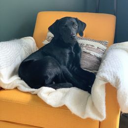 Labrador Retriever Puppies from Obedience 2 Death
