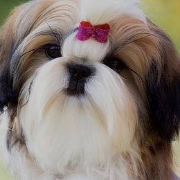 Baby Bobbi - Shih Tzu