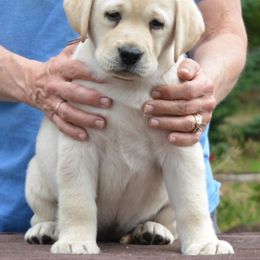 Labrador Retriever Puppies from SciFi Labradors