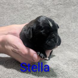 Stella - Brindle female Boxer puppy in New Holland, Pennsylvania from Shady Rill puppies