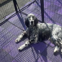 Annelle - English Setter