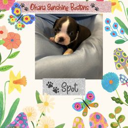 Boston Terrier Puppies from Ohana Sunshine Bostons
