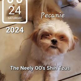 Pecanie - Gold and white Shih Tzu puppy in North Houston/Spring, Texas from The Neely OO's Shih Tzus