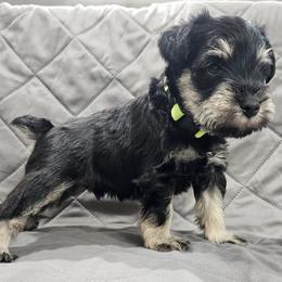 Green Collar Boy - Black and silver male Miniature Schnauzer puppy in Altoona, Iowa from Central Iowa Schnauzers, LLC