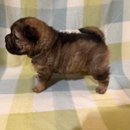 Guacamole - Black sable male Chinese Shar-Pei puppy in Lenoir, North Carolina from Peitato Chips