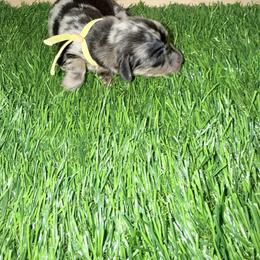 Yellow Dapple Girl - Dapple female Dachshund puppy in Apopka, Florida from The HotDog Stand
