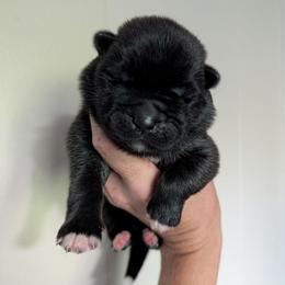 Nebula's Boy 2 - Black male Akita puppy in South Carolina from Sierra Mountain Akitas