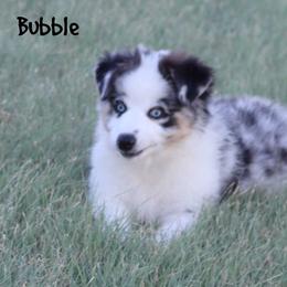 Bubble - Blue merle female Miniature Australian Shepherd puppy in Garden Plain, Kansas from Krazy K Aussies