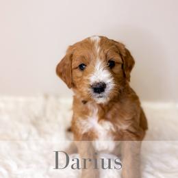 Darius - Red  male Goldendoodle puppy in Melba, Idaho from KZ Doodles