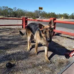 German Shepherd All Grown Up from Freiheit Von Himmel  Shepherds