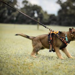 German Shepherds from Wilderwind K9